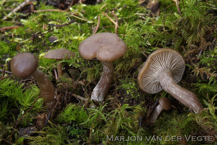 Bruine grauwkop - Lyophyllum confusum